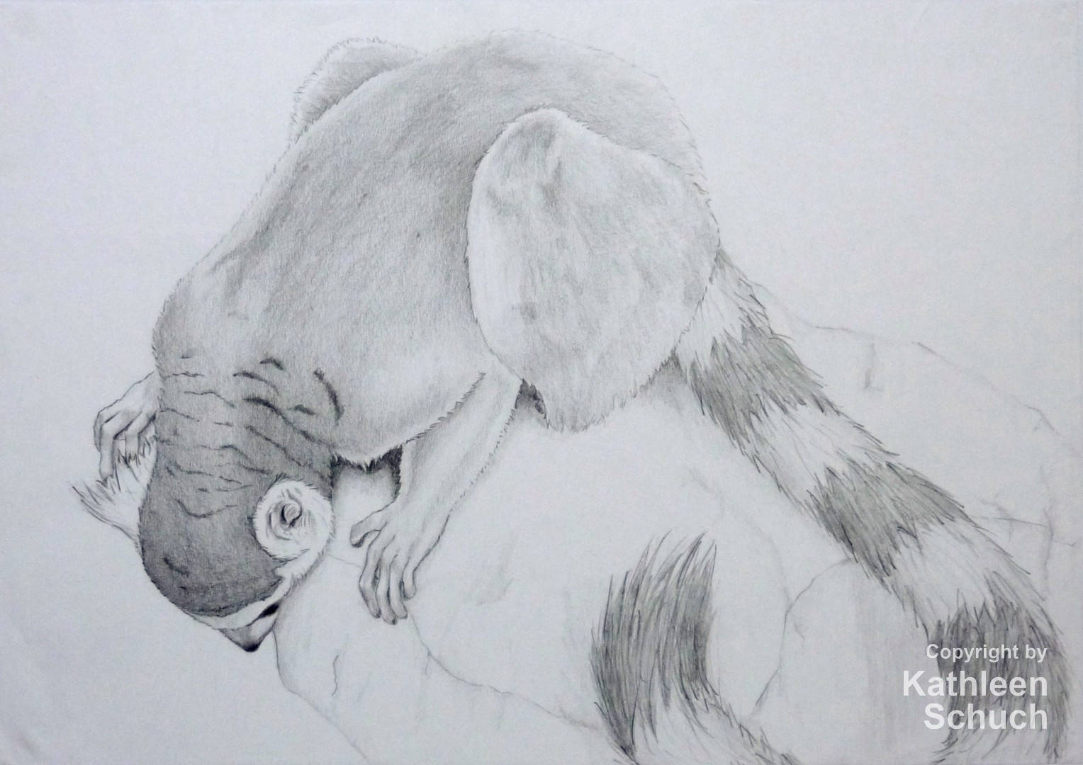 Katta