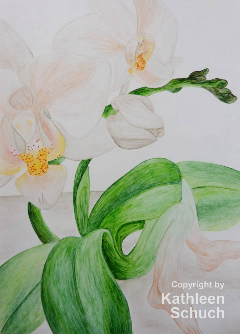 Wandelnde Orchidee 